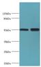 Polycomb protein EED antibody, LS-C375632, Lifespan Biosciences, Western Blot image 