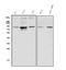 Hypoxia-inducible factor 1-alpha antibody, A00013-3, Boster Biological Technology, Western Blot image 