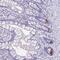 LYR Motif Containing 2 antibody, NBP2-38033, Novus Biologicals, Immunohistochemistry frozen image 