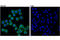 EPH Receptor B2 antibody, 83029T, Cell Signaling Technology, Immunofluorescence image 