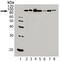 HSP90 antibody, ADI-SPA-830-D, Enzo Life Sciences, Western Blot image 