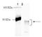 Opioid Receptor Mu 1 antibody, ADI-905-744-100, Enzo Life Sciences, Western Blot image 