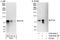 Eyes absent homolog 4 antibody, A302-629A, Bethyl Labs, Western Blot image 