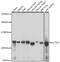 Actinin Alpha 4 antibody, 16-543, ProSci, Western Blot image 
