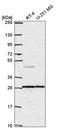 Dipeptidyl peptidase 1 antibody, HPA066610, Atlas Antibodies, Western Blot image 