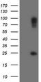 Paraplegin antibody, LS-C175084, Lifespan Biosciences, Western Blot image 