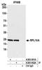 Ribosomal Protein L10a antibody, A305-061A, Bethyl Labs, Immunoprecipitation image 