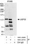 Ubiquitin Specific Peptidase 35 antibody, NBP1-28689, Novus Biologicals, Immunoprecipitation image 