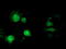 Microtubule-associated protein RP/EB family member 2 antibody, TA502928, Origene, Immunofluorescence image 