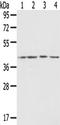 5-Hydroxytryptamine Receptor 4 antibody, TA323344, Origene, Western Blot image 