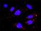 CD16 antibody, H00002214-D01P, Novus Biologicals, Proximity Ligation Assay image 
