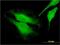 FERM, ARH/RhoGEF And Pleckstrin Domain Protein 1 antibody, H00010160-M01, Novus Biologicals, Immunofluorescence image 