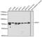 Raf-1 Proto-Oncogene, Serine/Threonine Kinase antibody, A0223, ABclonal Technology, Western Blot image 
