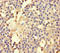 Adenosylhomocysteinase antibody, orb239817, Biorbyt, Immunohistochemistry paraffin image 