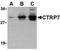 C1q And TNF Related 7 antibody, TA306282, Origene, Western Blot image 