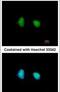 SWI/SNF-related matrix-associated actin-dependent regulator of chromatin subfamily D member 1 antibody, PA5-30175, Invitrogen Antibodies, Immunofluorescence image 
