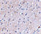 Protein NipSnap homolog 1 antibody, 4535, ProSci, Western Blot image 