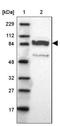 PPFIA Binding Protein 2 antibody, NBP1-86575, Novus Biologicals, Western Blot image 