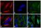 Mouse IgG (H+L) antibody, A24517, Invitrogen Antibodies, Immunofluorescence image 