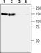 Ret Proto-Oncogene antibody, TA328668, Origene, Western Blot image 