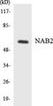 NAB2 antibody, LS-C200248, Lifespan Biosciences, Western Blot image 
