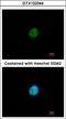 Zinc finger protein SNAI3 antibody, GTX122344, GeneTex, Immunofluorescence image 