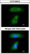 BLNK antibody, LS-C185631, Lifespan Biosciences, Immunocytochemistry image 