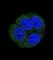 Leukotriene A4 Hydrolase antibody, abx031742, Abbexa, Western Blot image 