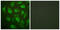 Calnexin antibody, LS-B12416, Lifespan Biosciences, Immunofluorescence image 
