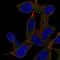 GRB2-associated-binding protein 2 antibody, HPA001368, Atlas Antibodies, Immunofluorescence image 