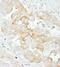 Notch Receptor 2 antibody, A302-083A, Bethyl Labs, Immunohistochemistry paraffin image 