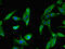 Schlafen Family Member 11 antibody, CSB-PA021760LA01HU, Cusabio, Immunofluorescence image 