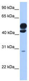 Kinesin Light Chain 3 antibody, TA337565, Origene, Western Blot image 