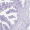 CD164 Molecule Like 2 antibody, HPA062915, Atlas Antibodies, Immunohistochemistry paraffin image 