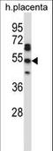 TEA Domain Transcription Factor 2 antibody, LS-C161791, Lifespan Biosciences, Western Blot image 