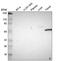 DDB1 And CUL4 Associated Factor 11 antibody, NBP2-58721, Novus Biologicals, Western Blot image 