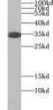 Postacrosomal sheath WW domain-binding protein antibody, FNab09475, FineTest, Western Blot image 