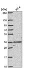Homeobox C4 antibody, HPA053910, Atlas Antibodies, Western Blot image 