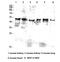 High affinity immunoglobulin gamma Fc receptor I antibody, A02428, Boster Biological Technology, Western Blot image 
