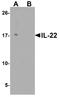 Interleukin 22 antibody, A00963-4, Boster Biological Technology, Western Blot image 