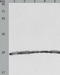 Prx-III antibody, TA322471, Origene, Western Blot image 