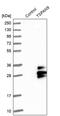 Tetraspanin 9 antibody, PA5-53110, Invitrogen Antibodies, Western Blot image 