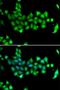 Ecto-NOX disulfide-thiol exchanger 2 antibody, orb247777, Biorbyt, Immunofluorescence image 