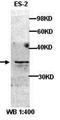 Aurora kinase A-interacting protein antibody, orb77031, Biorbyt, Western Blot image 