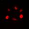 RAD54 Like antibody, orb339026, Biorbyt, Immunofluorescence image 