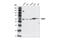 WAS antibody, 4860S, Cell Signaling Technology, Western Blot image 