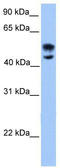 Deformed epidermal autoregulatory factor 1 homolog antibody, TA345314, Origene, Western Blot image 