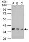Gap Junction Protein Alpha 5 antibody, GTX128055, GeneTex, Western Blot image 