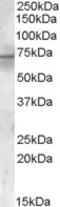 PDK1 antibody, MBS421216, MyBioSource, Western Blot image 