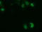 Uridine-Cytidine Kinase 1 antibody, TA501543, Origene, Immunofluorescence image 